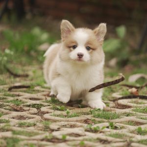Tian