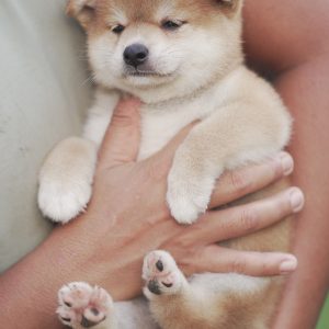 Simba
