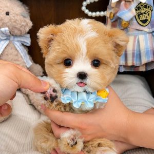 Silla