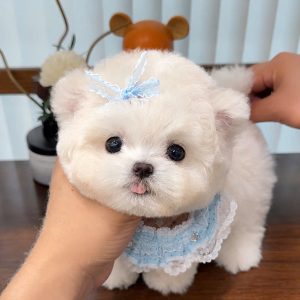Suki