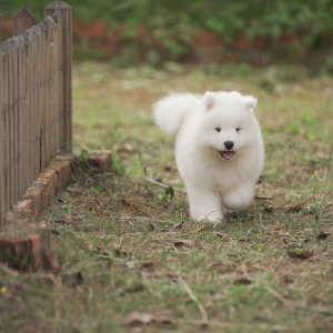 Bao