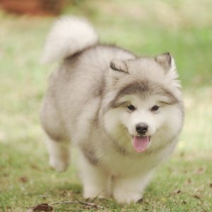 Kuma
