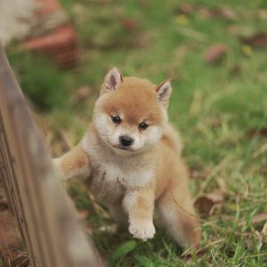 Zimba