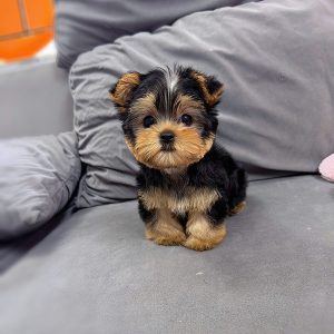 Tatum