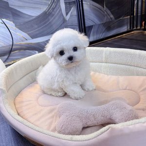 Darby