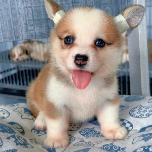 Doly