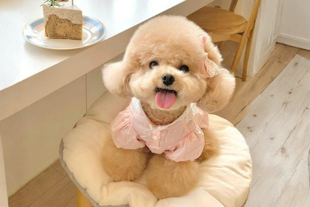 Poodle