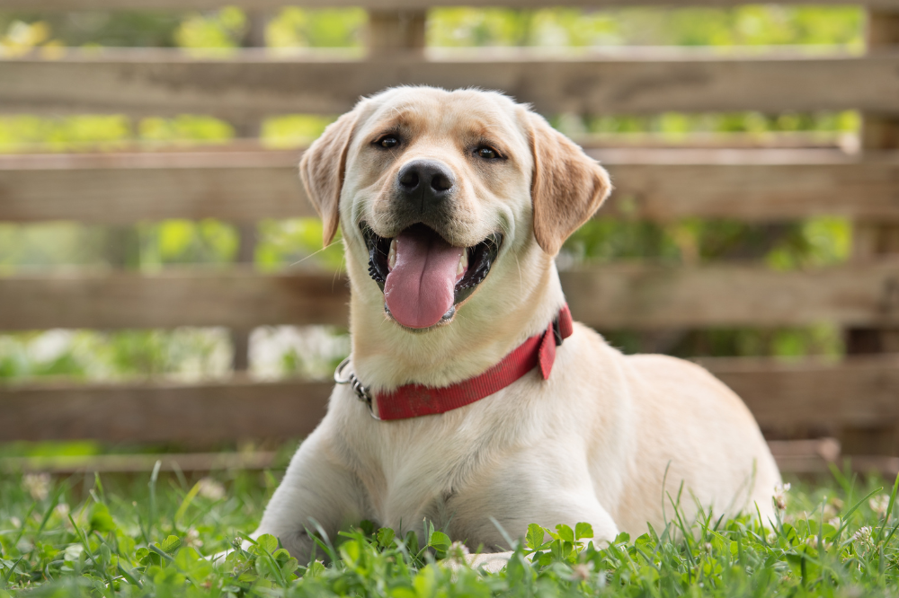 Labrador
